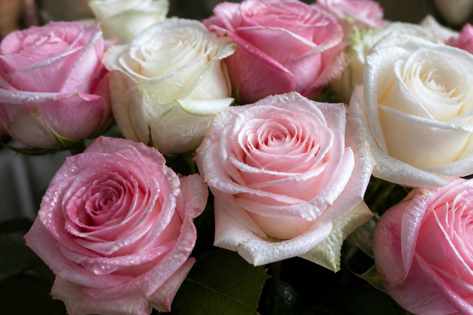 Freshly cut roses